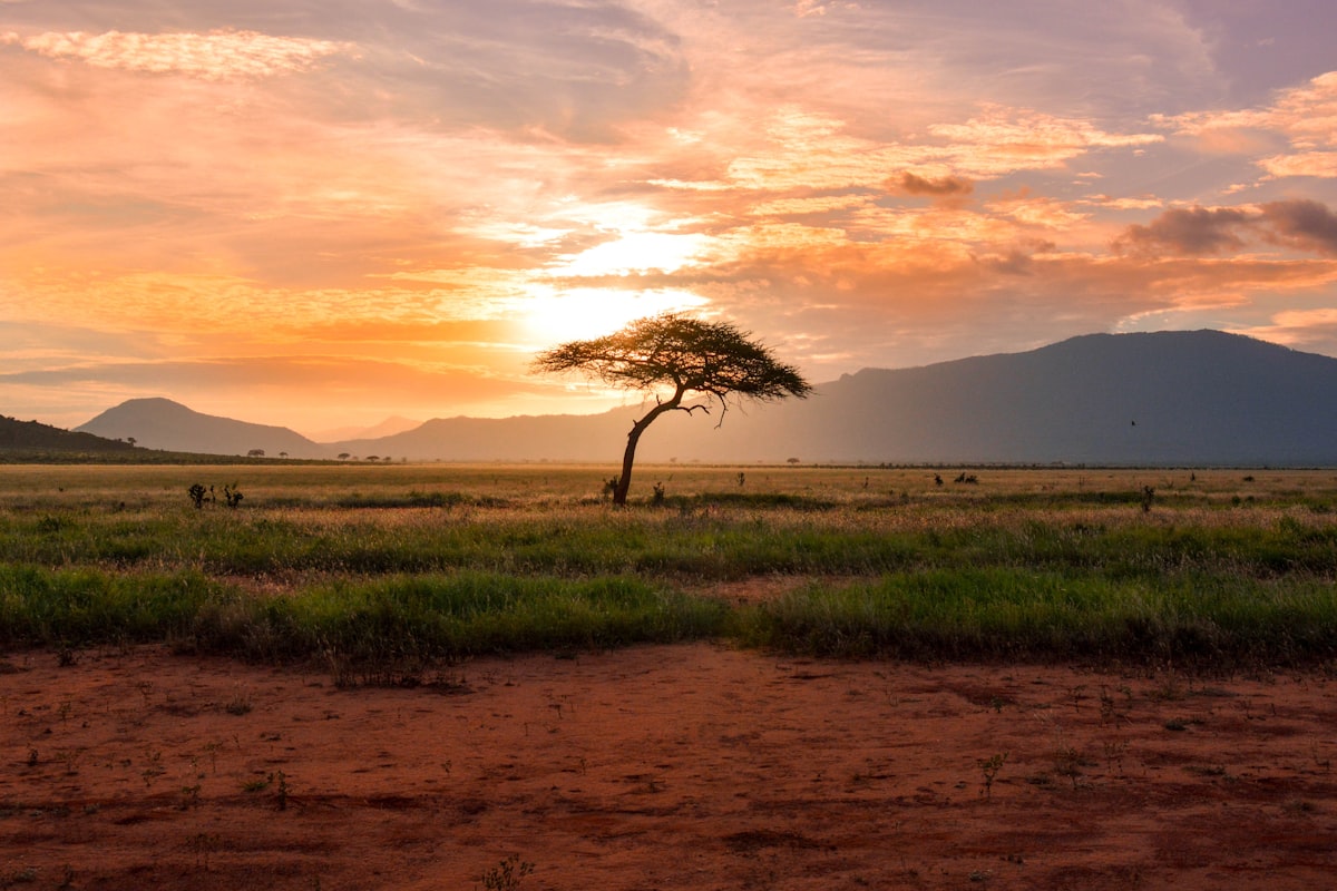 Safari in Kenya plannen met Membership Rewards punten